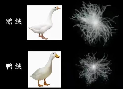 新鸭绒被鸭腥味去除攻略，让你安心入眠