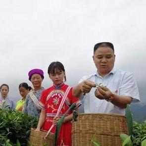 盘点茶叶品牌单品，哪款是你的心头好？