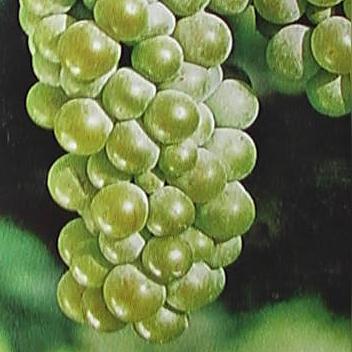 山东红酒加盟商热门品牌一览