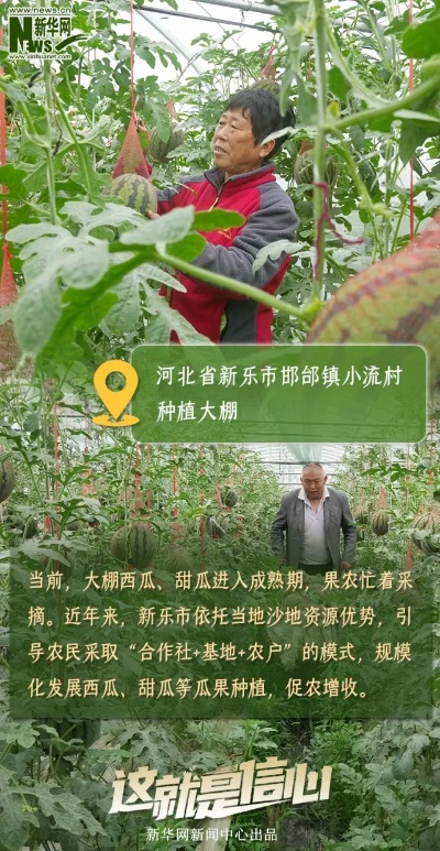 乡村振兴故事，从田间地头到城市角落的温暖传递