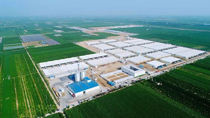 牧原集团助力乡村振兴经济的实践与启示