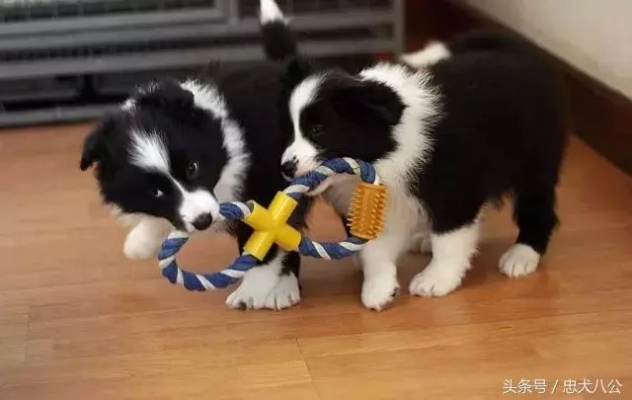 平价又好用的边牧玩具品牌大盘点，让你的爱犬快乐成长！