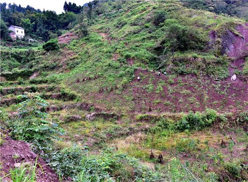 内陆地区乡村振兴之路，因地制宜，多点开花