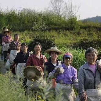 英国人的茶香情怀，揭秘他们最爱的茶叶品牌