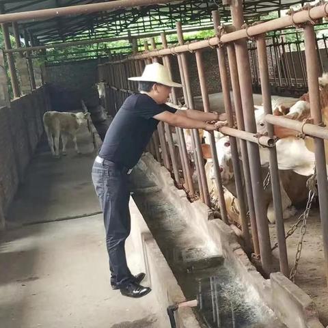 深圳养牛加盟店品牌推荐及案例分析