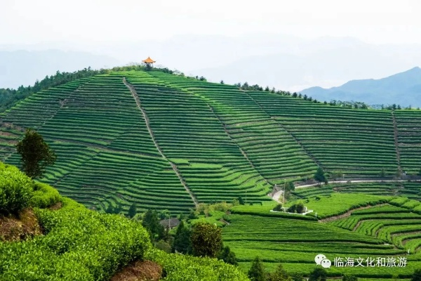 羊岩山茶叶品牌大盘点，品味千年古韵，尽享茶香四溢