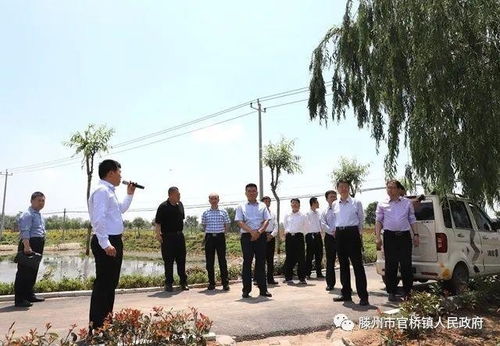 崔家桥镇薛庄美丽乡村治理之路，从脏乱差到美丽宜居