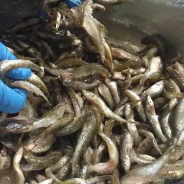 内江探秘，盘点那些让你流连忘返的旅游景点
