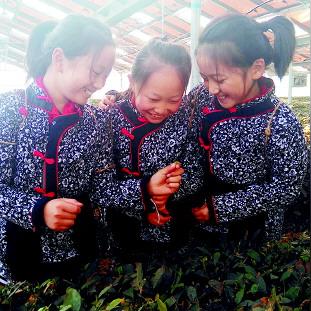 打造品牌茶叶的五大策略，从种植到市场的全方位攻略