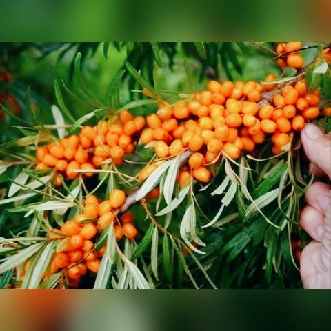 打造品牌茶叶的五大策略，从种植到市场的全方位攻略