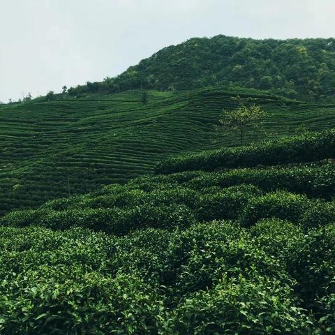 云南煮茶江湖图鉴，从百年老字号到新锐品牌的煮茶密码