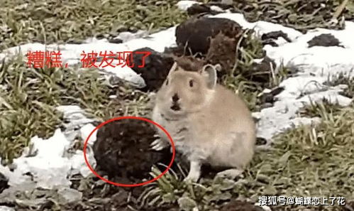 邹平羊小咩便荔卡套出来怎么样？