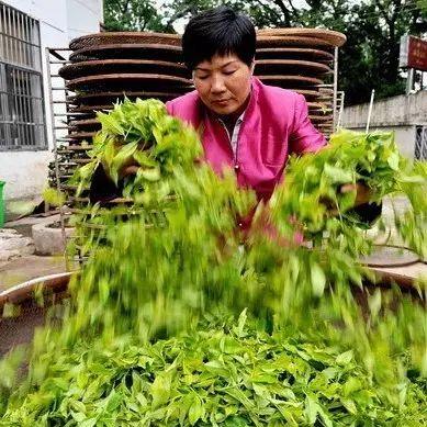 非遗茶叶品牌全解析，老手艺如何玩转现代市场？