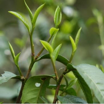 非遗茶叶品牌全解析，老手艺如何玩转现代市场？