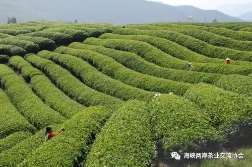 丽水龙泉茶叶品牌全解析，藏在瓯江畔的绿色黄金