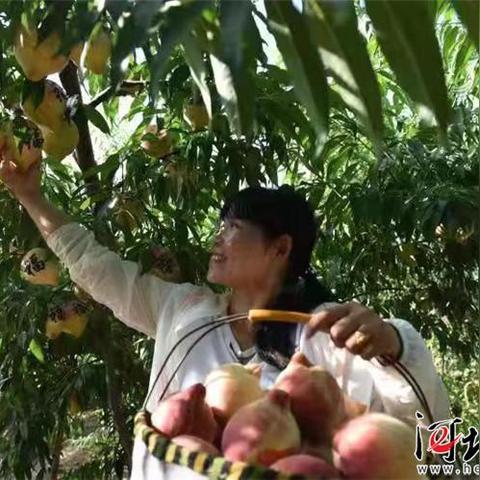 衡水物流加盟店品牌推荐