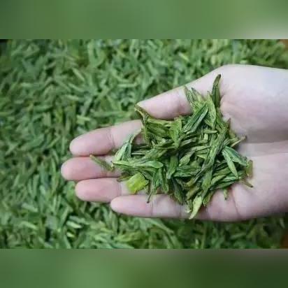 贵州全季茶叶，从深山到舌尖的绿色传奇