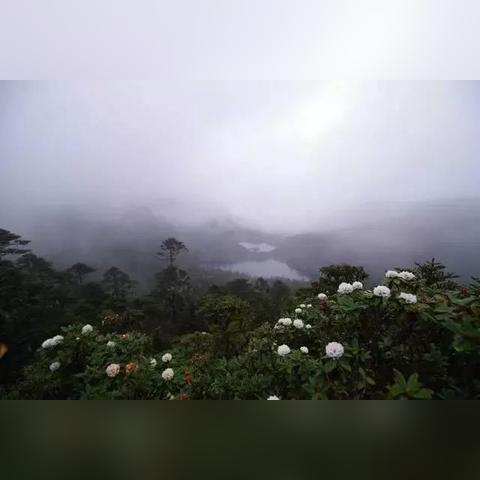 云南丽江的玉龙茶，从雪山云雾中走出的茶中明珠