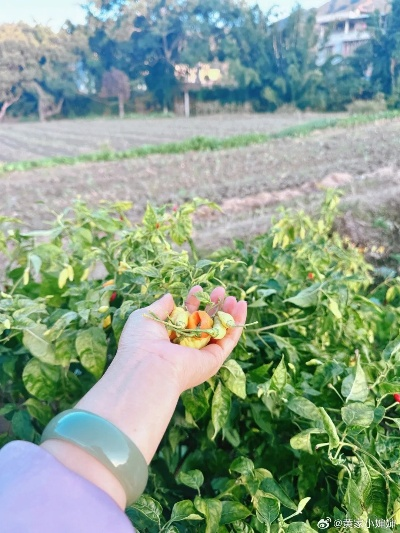 乡村生活日记写作指南，记录田园时光的实用技巧与真实案例