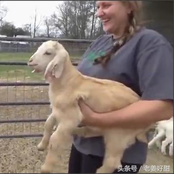 自己羊小咩便荔卡怎么套出来 养羊户必看！手把手教你搞定羊小咩便利卡全流程（附办理指南+避坑攻略）