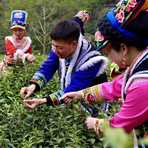 平武茶叶加盟店品牌推荐