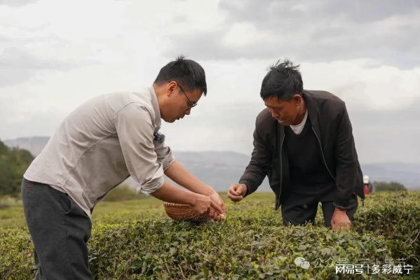 助农贷款助力茶叶品牌崛起，从田间到舌尖的乡村振兴故事