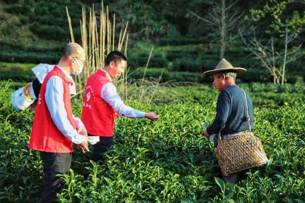 助农贷款助力茶叶品牌崛起，从田间到舌尖的乡村振兴故事