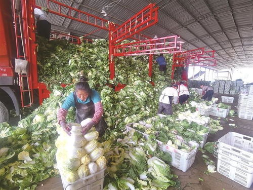 酉阳智慧管廊批发部全攻略，位置、服务和行业案例大揭秘