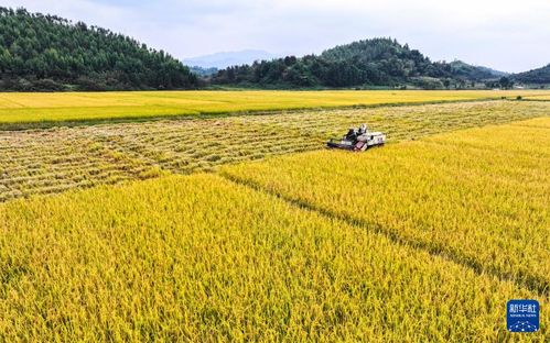 广东乡村振兴，从田间到城市的双向奔赴
