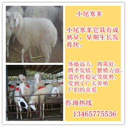 羊小咩便荔卡上的钱怎么提现 羊小咩便荔卡上的钱如何提现？一篇文章带你轻松搞定