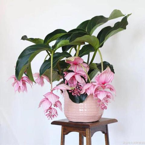 菲律宾家居品牌概览