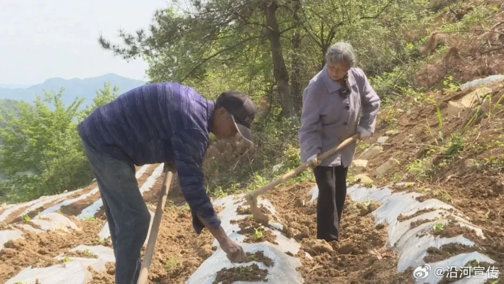 青春力量扎根乡土，新时代青年助力乡村振兴的实践与思考