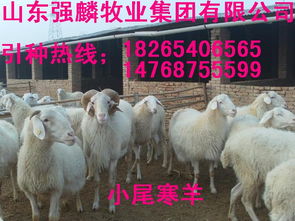 吾优就买羊小咩便荔卡怎么套出来 揭秘吾优就买羊小咩便荔卡套现攻略，手把手教你薅羊毛不踩坑