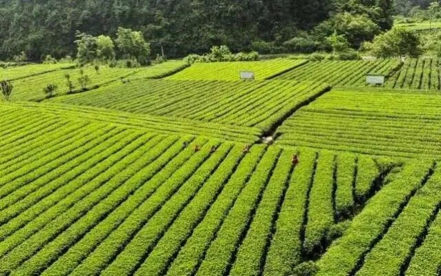 从茶园到茶杯，揭秘中国茶叶品牌第一人的三大成功密码