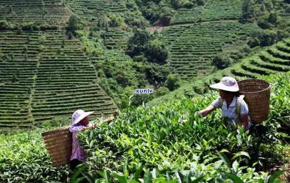 百色龙井，藏在桂西的东方夏威夷茶中瑰宝