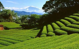 庐江茶叶替川翠薇，从传统茶山到现代茶品牌的蜕变之路