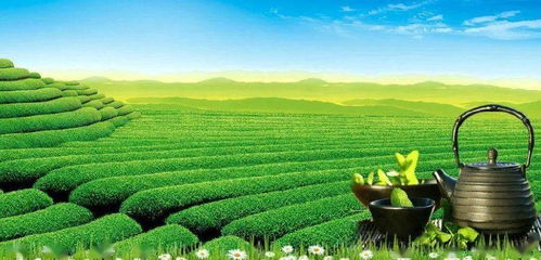 庐江茶叶替川翠薇，从传统茶山到现代茶品牌的蜕变之路