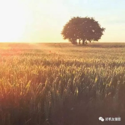 手机也能出大片！手把手教你拍出惊艳的乡村风景照