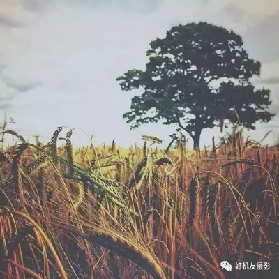手机也能出大片！手把手教你拍出惊艳的乡村风景照