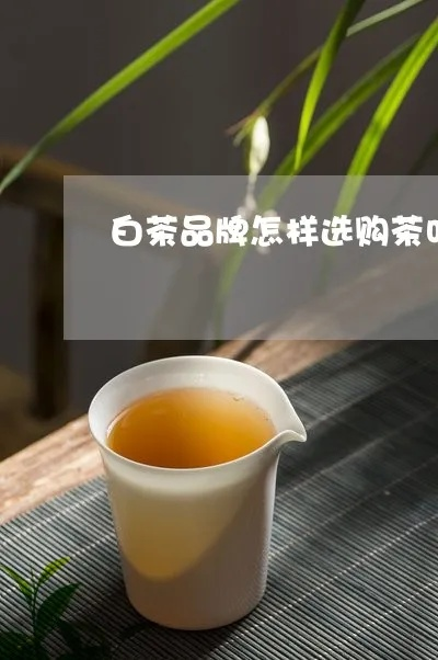 广东白茶品牌推荐，如何选到好茶？这份避坑指南请收好！