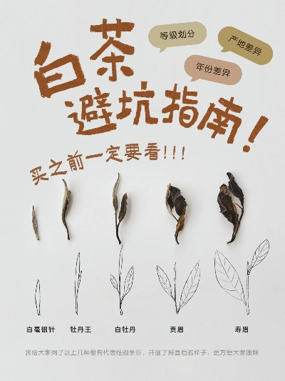 广东白茶品牌推荐，如何选到好茶？这份避坑指南请收好！