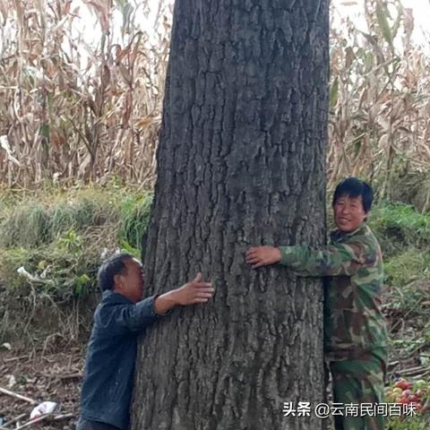 让山货出山，让村民增收—乡村电商发展的破局之道