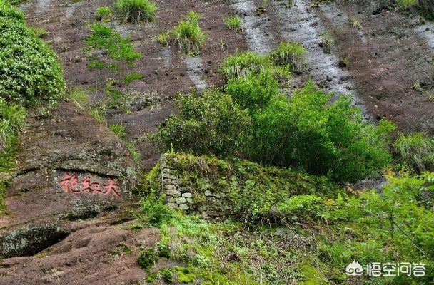 武夷岩茶探秘，这些老字号和新兴品牌让你喝出山水韵