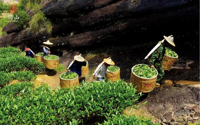 武夷岩茶探秘，这些老字号和新兴品牌让你喝出山水韵