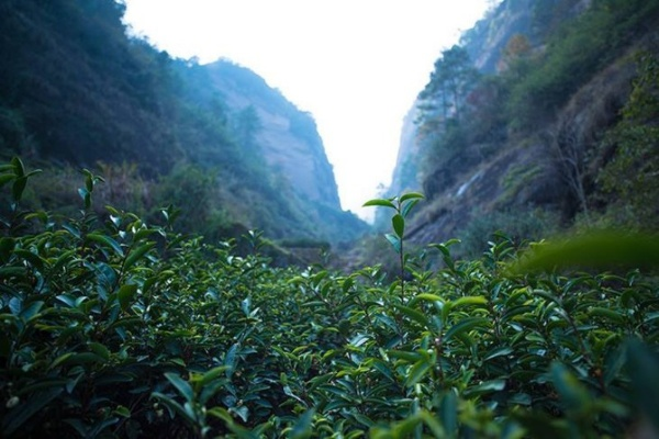 武夷岩茶探秘，这些老字号和新兴品牌让你喝出山水韵