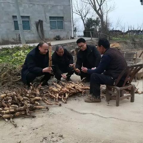 乡村振兴，从田间地头到幸福生活的实践与探索
