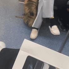豪车婚车品牌，从炫富到浪漫的逆袭之路