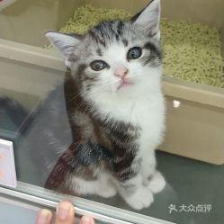 宠物高端洗护加盟品牌推荐