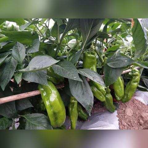辣椒高手加盟店品牌推荐