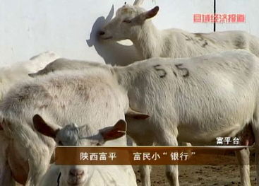 驴妈妈羊小咩享花卡怎么用？实用攻略大公开！